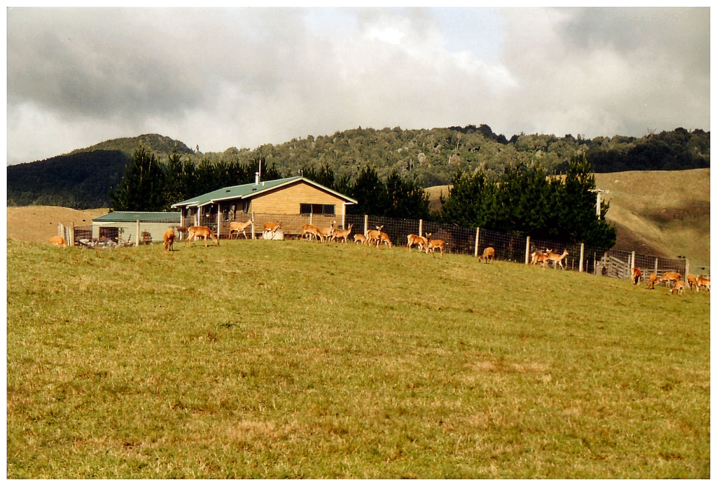 06 - New-Zealand (1).jpg